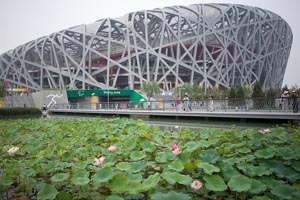 Bird's Nest