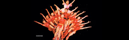 Acrobatics